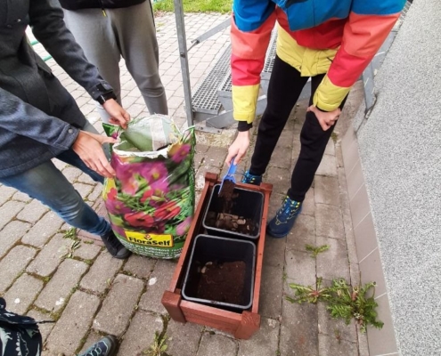 zasadili jsme macešky a rajčátka