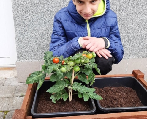 zasadili jsme macešky a rajčátka