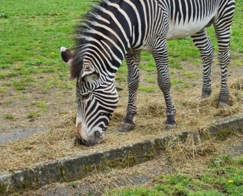 návštěva ZOO