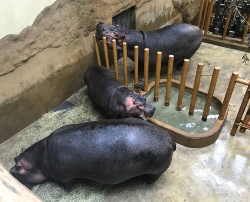 návštěva ZOO