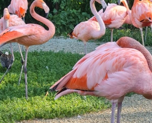 příměstský tábor - ZOO