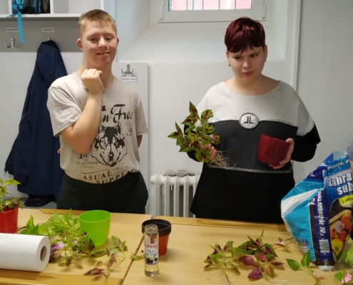 množení pokojových rostlin