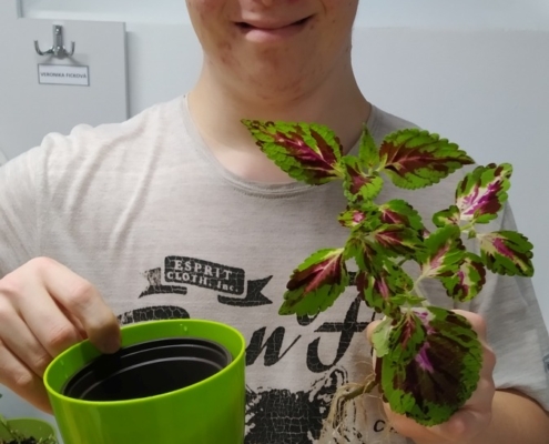 množení pokojových rostlin