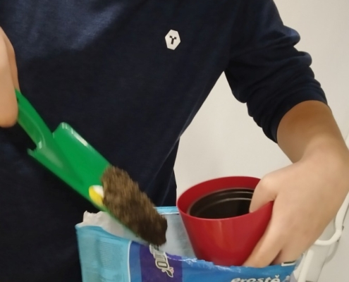množení pokojových rostlin