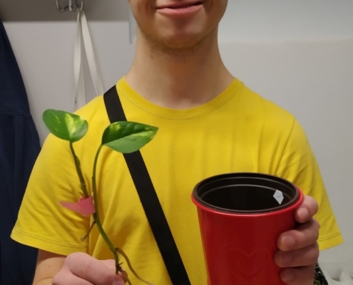 množení pokojových rostlin