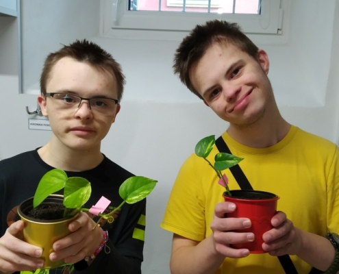 množení pokojových rostlin