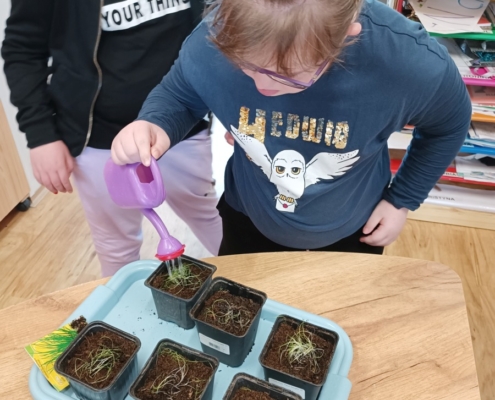 Naše šikovná děvčata se pokusí vypěstovat bazalku a pažitku!