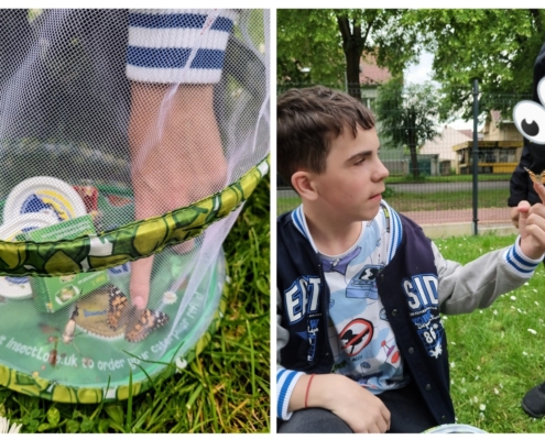 V letošním roce jsme si opět vychovali své motýly