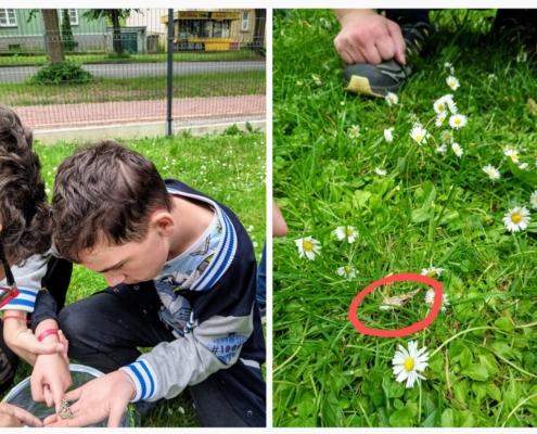 V letošním roce jsme si opět vychovali své motýly
