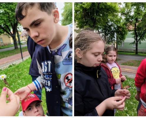 V letošním roce jsme si opět vychovali své motýly