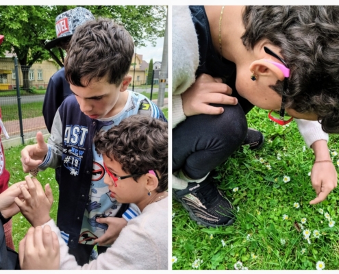 V letošním roce jsme si opět vychovali své motýly