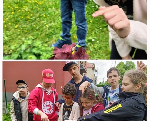 V letošním roce jsme si opět vychovali své motýly