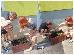 Tak i letos jsme si zasadili naše třídní rajčátka