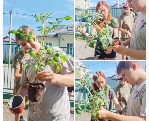 Tak i letos jsme si zasadili naše třídní rajčátka