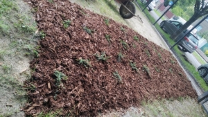 projektu pěstování ve vyvýšených záhonech