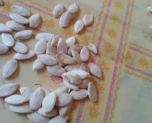 Nastal ten den, den sklizně našich dýní