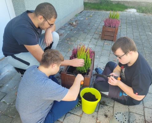 děti sadili vřesy na Wolkrovce