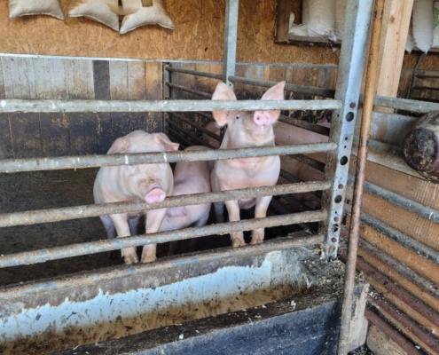 Dnešní den na farmě se krásně povedl