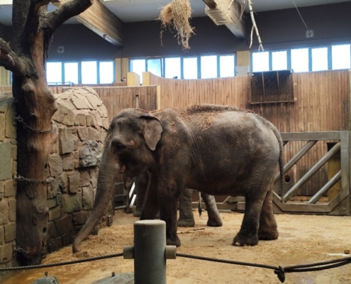 S dětmi jsme jeli tentokrát do zoologické zahrady