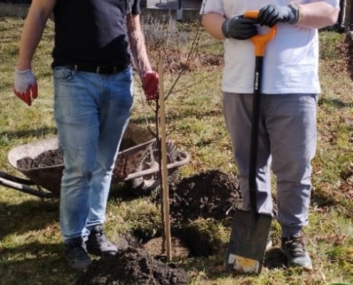 Dárek je krásný strom višně, který hned kluci zasadili