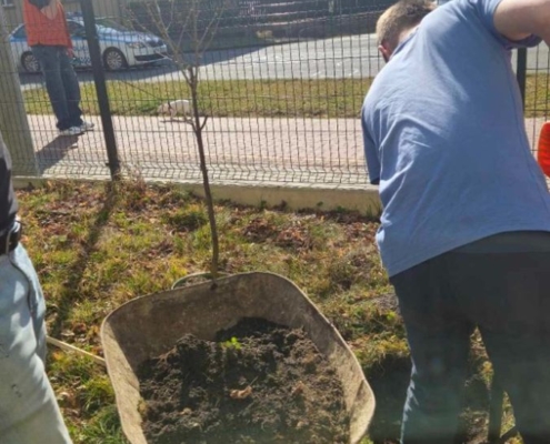 Dárek je krásný strom višně, který hned kluci zasadili