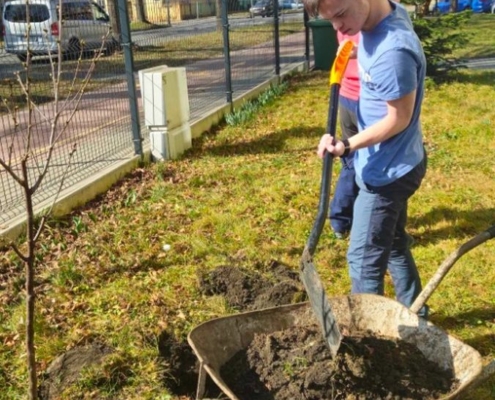 Dárek je krásný strom višně, který hned kluci zasadili