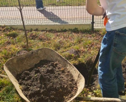 Dárek je krásný strom višně, který hned kluci zasadili