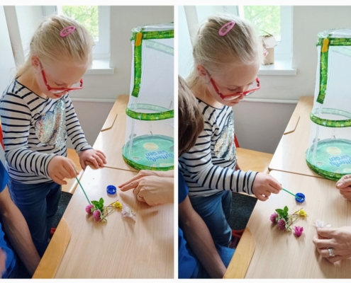 Letos jsme si opět vychovali motýlky Babočky bodlákové