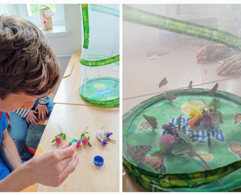 Letos jsme si opět vychovali motýlky Babočky bodlákové