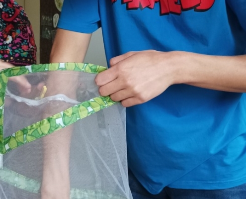 Letos jsme si opět vychovali motýlky Babočky bodlákové