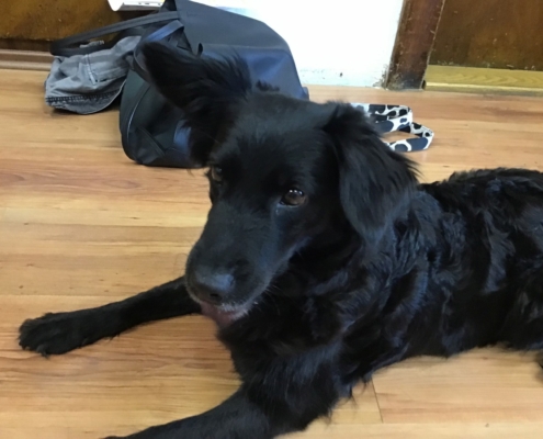 rozlučkové setkání s naší chlupatou kamarádkou Heidi