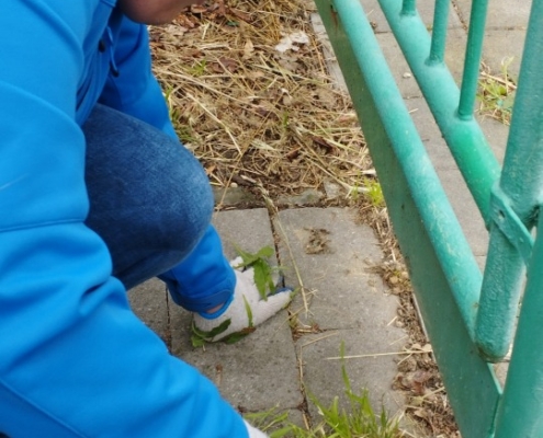 v pondělí se kluci z pracovek pustili do boje s plevelem
