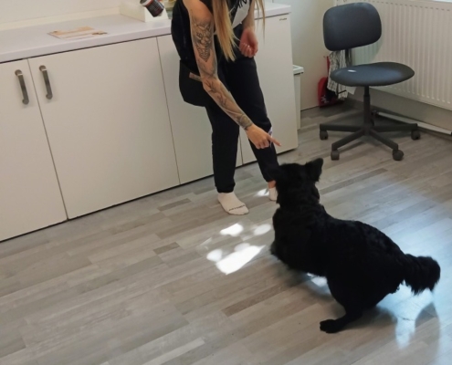V tomto týdnu proběhla v naší třídě Canisterapie