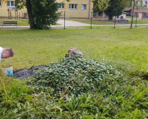 akce-466-007 starý dýňový záhon čeká obnova a také náš projekt vyvýšeného záhonu s jahodami