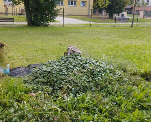 akce-466-008 starý dýňový záhon čeká obnova a také náš projekt vyvýšeného záhonu s jahodami