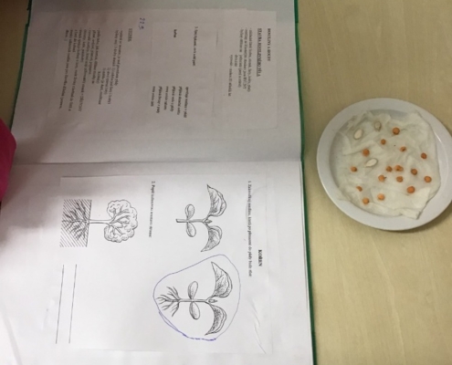 Canisterapie, Divadlo loutek, český jazyk, matematika, vlastivěda, přírodopis