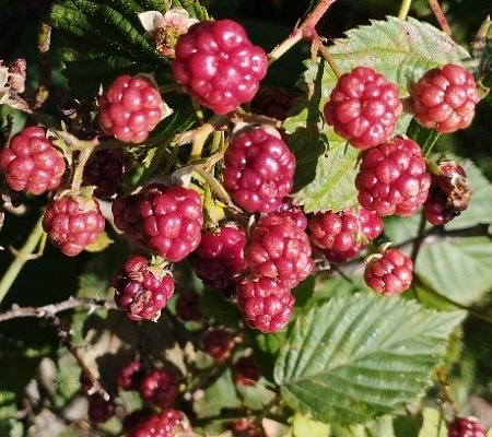 akce-532-003 Ozdravný pobyt 2025 máme u konce.