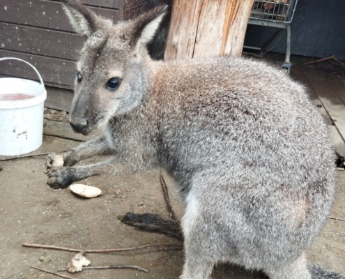 Dnes třída F navštívila farmu v Kozlovicích