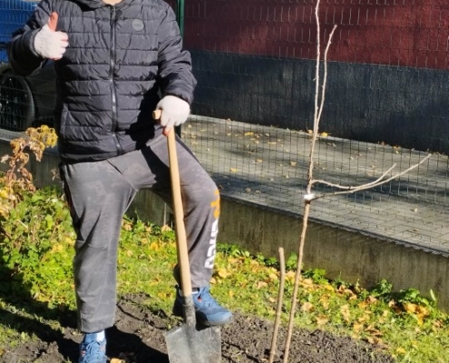 vykopávání děr a následné výsadbě rybízu