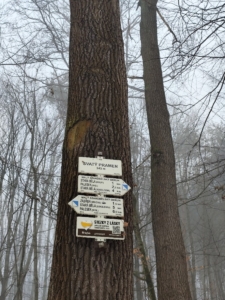 příjemná sněhová procházka Bělským lesem